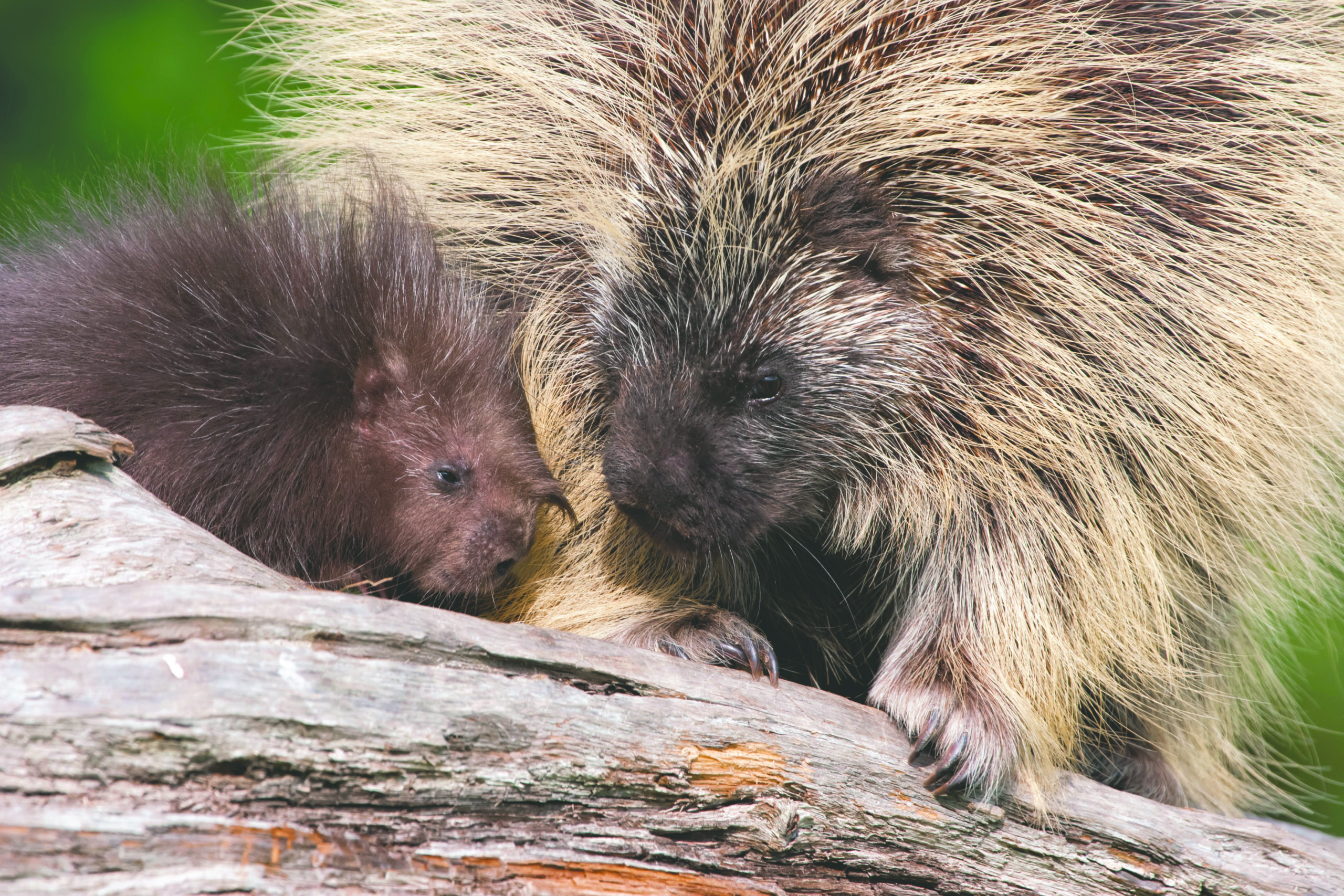 a porcupine mother and baby