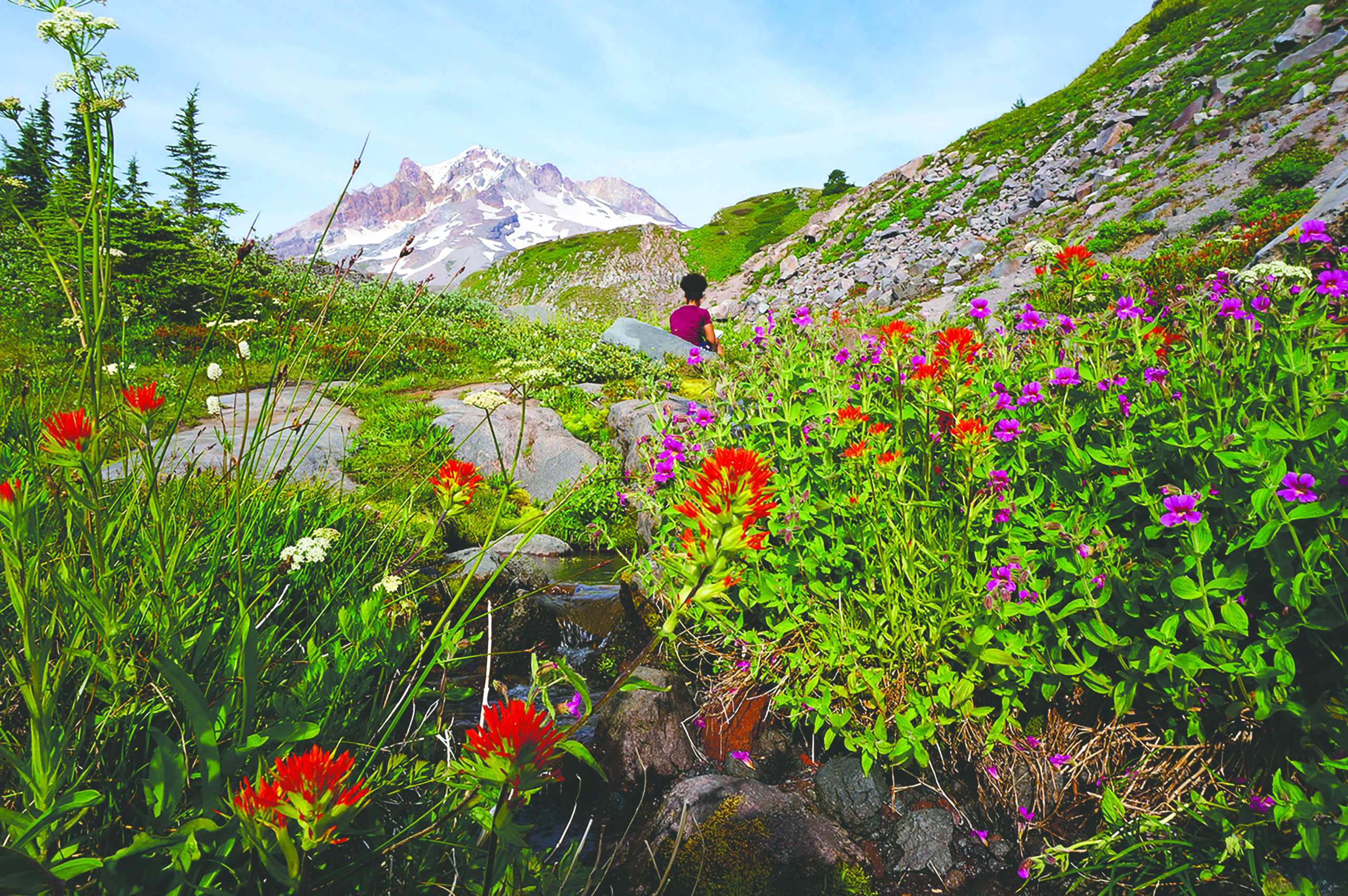 hikers on a trail covered in flowers