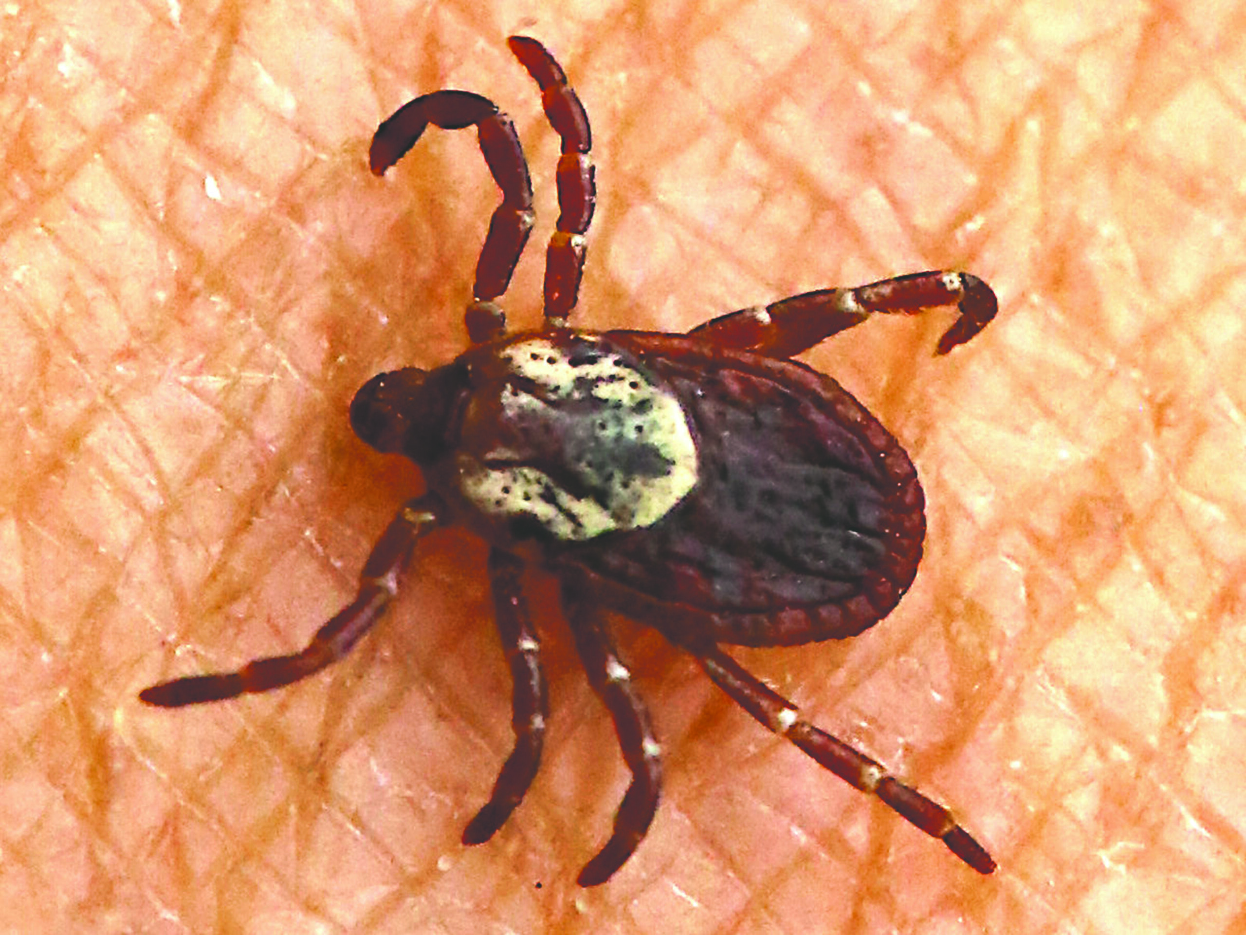 a close up of a tick