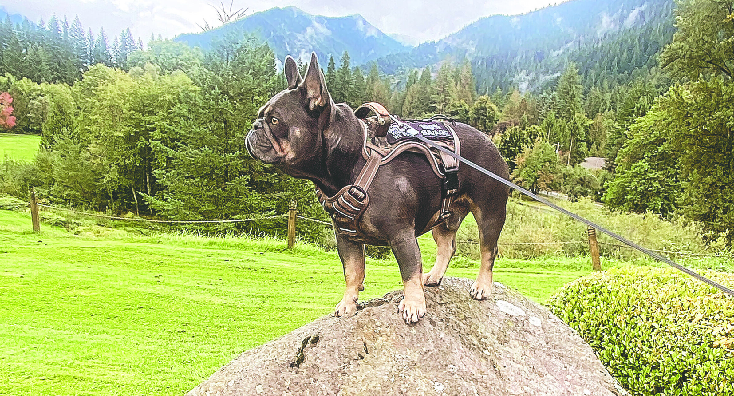 Max the dog stands a top a mighty rock