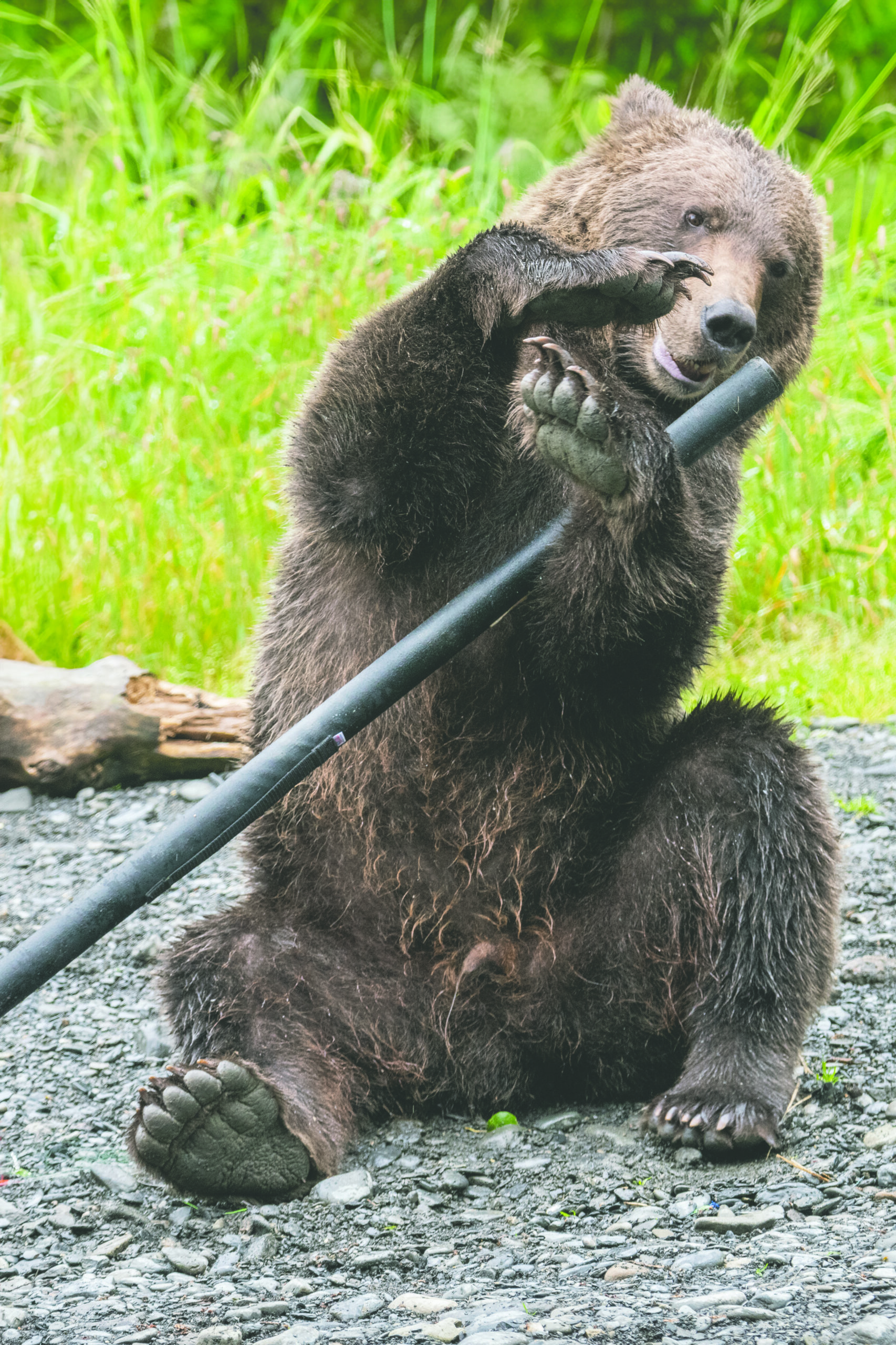 a bare sits and chews on the end of a stick