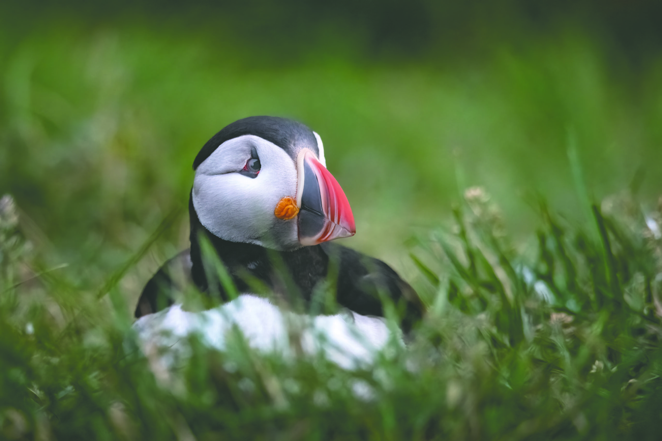 A puffin sitting in tall grass