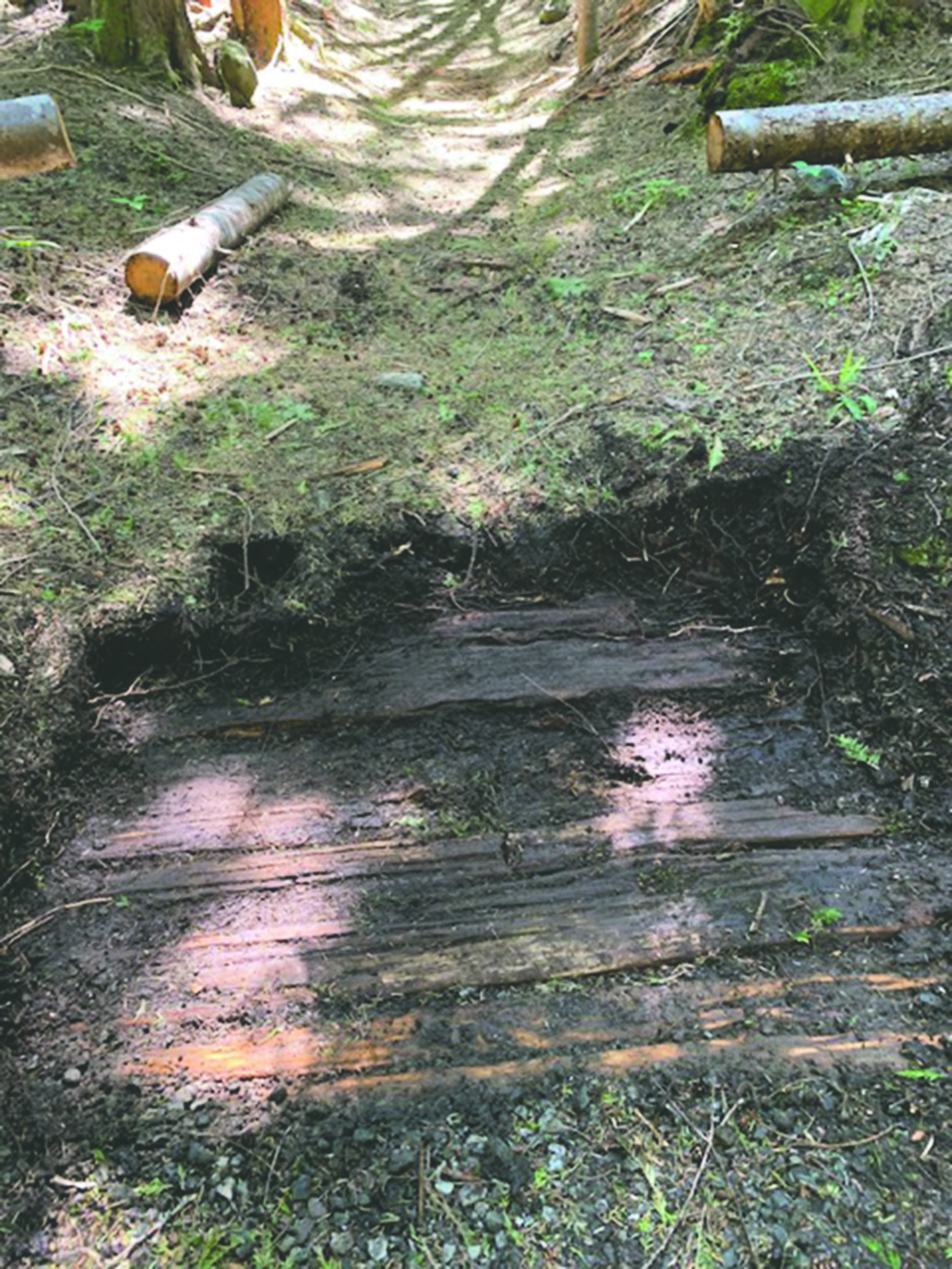 wooded slats in the dirt covered lightly with moss and grass