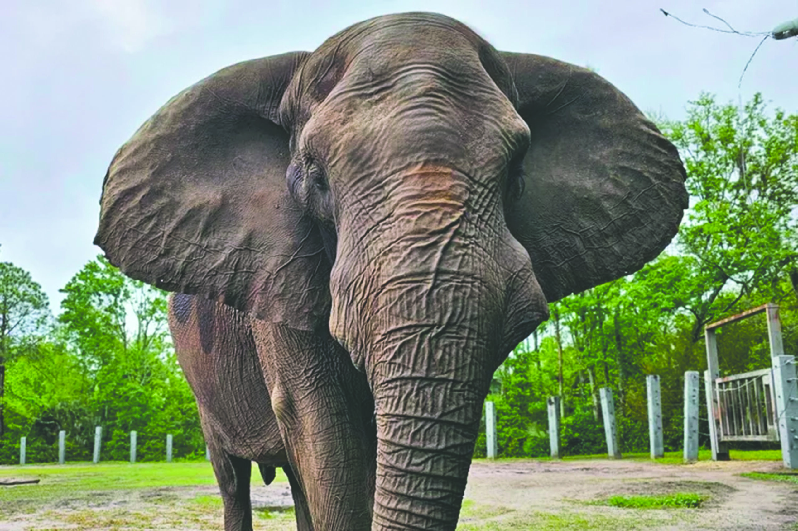 an elephant at jacksonville zoo