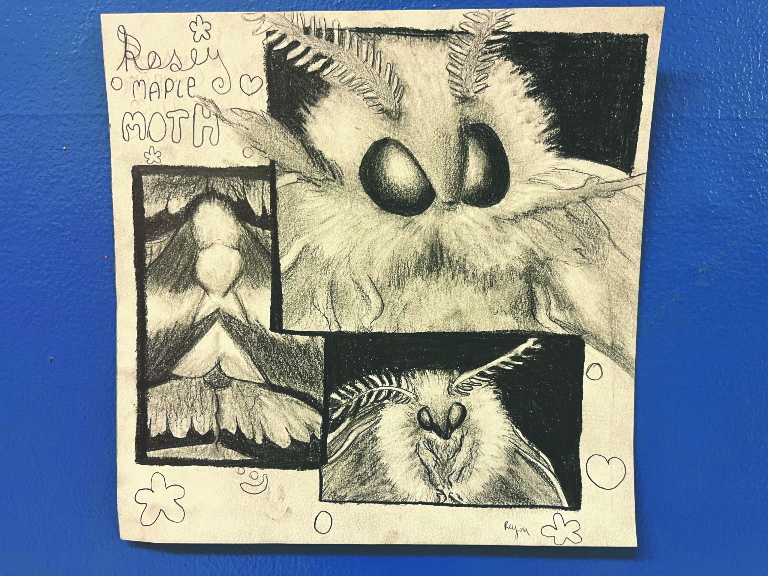 Drawn details of a moth