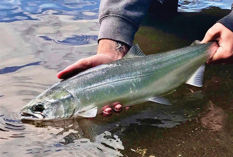 a sockeye fish is held out of the river