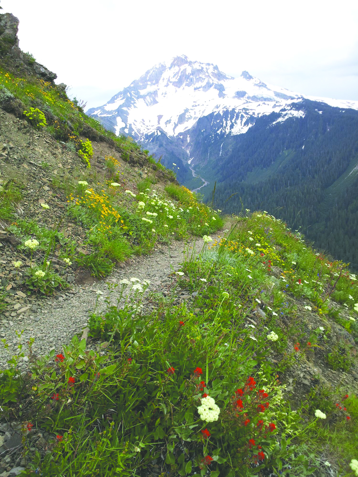 a mountain side trail covered in flowers