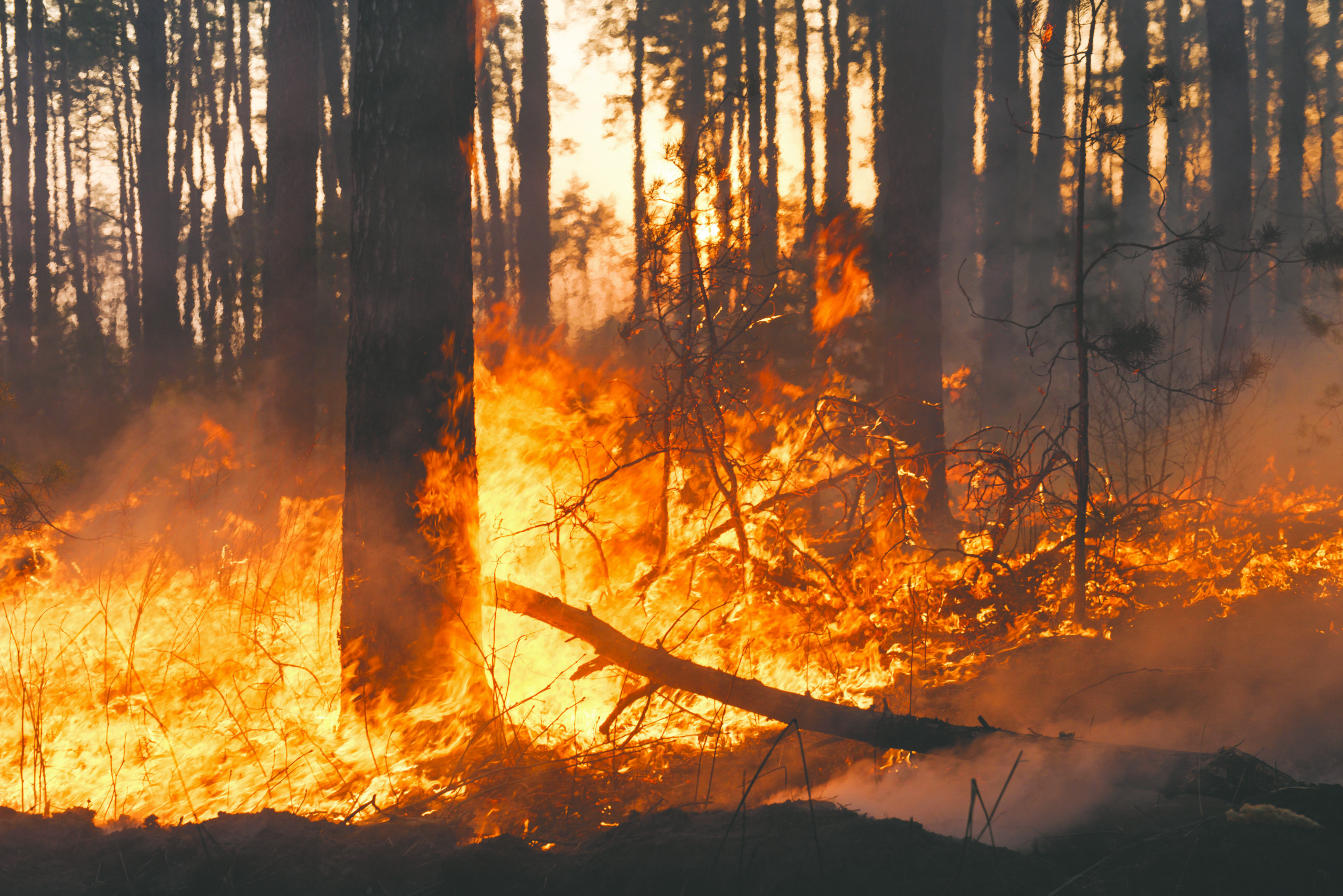 a forest fire burns away brush