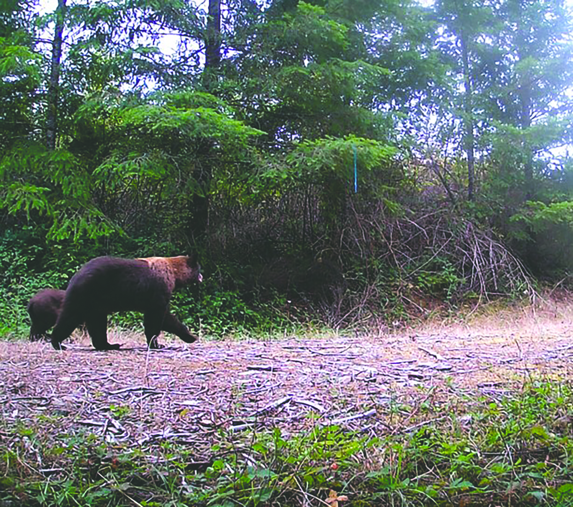 mama bear and cub walk past a trail cam