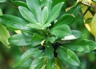 Close up photo of spurge Laurel plants