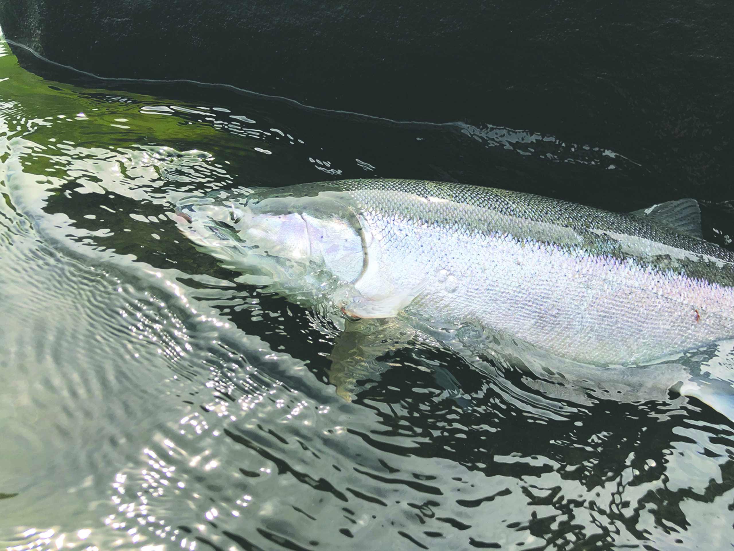 A steelhead swimming in the river