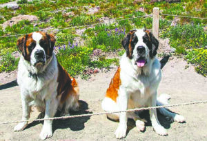 2 saint Bernards pose for their picture