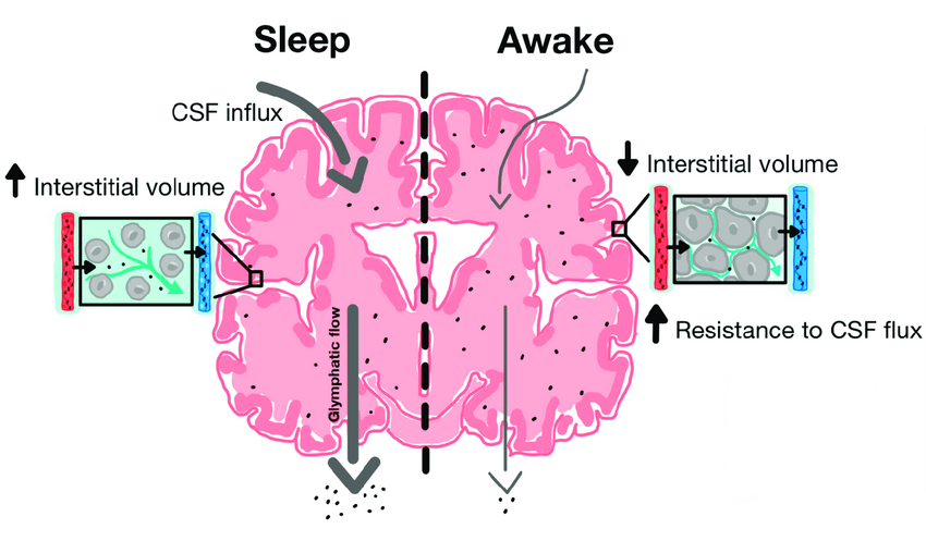 Diagram of the brain in and out of sleep