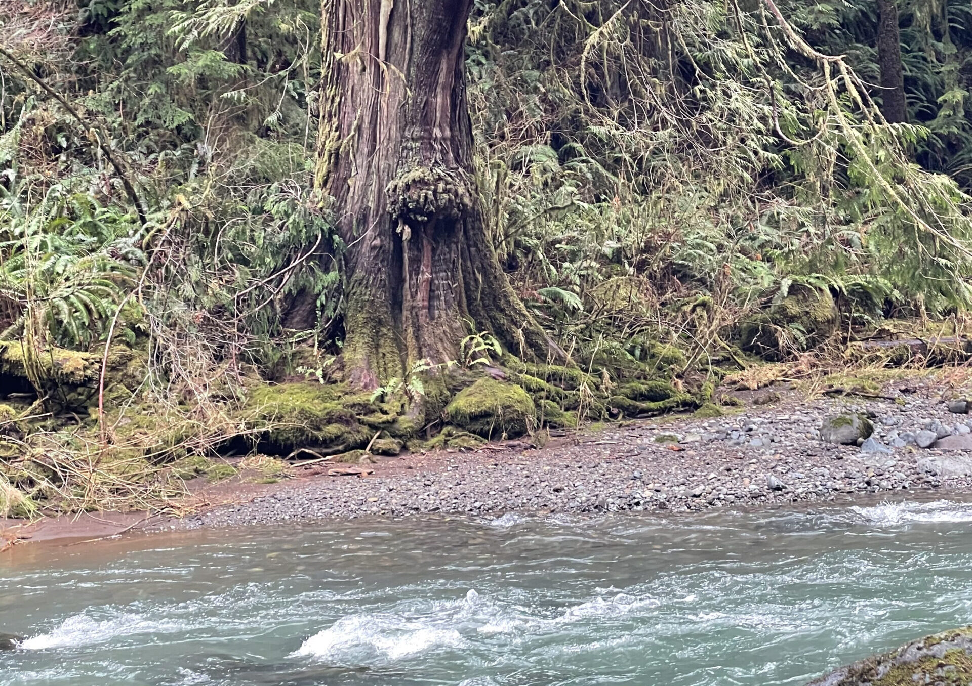 a beautiful river and forest