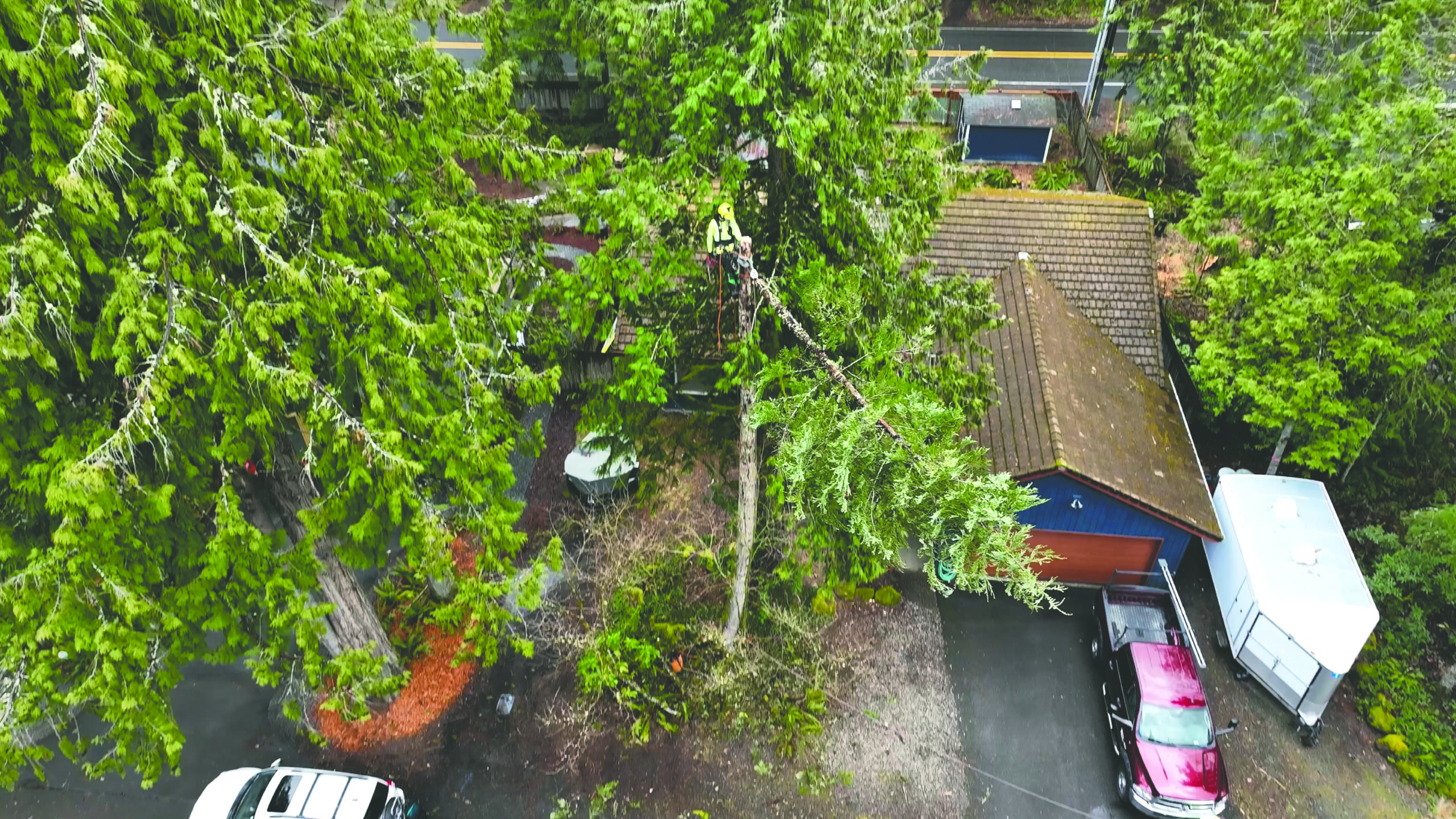 Ant Farm crews remove troublesome trees.