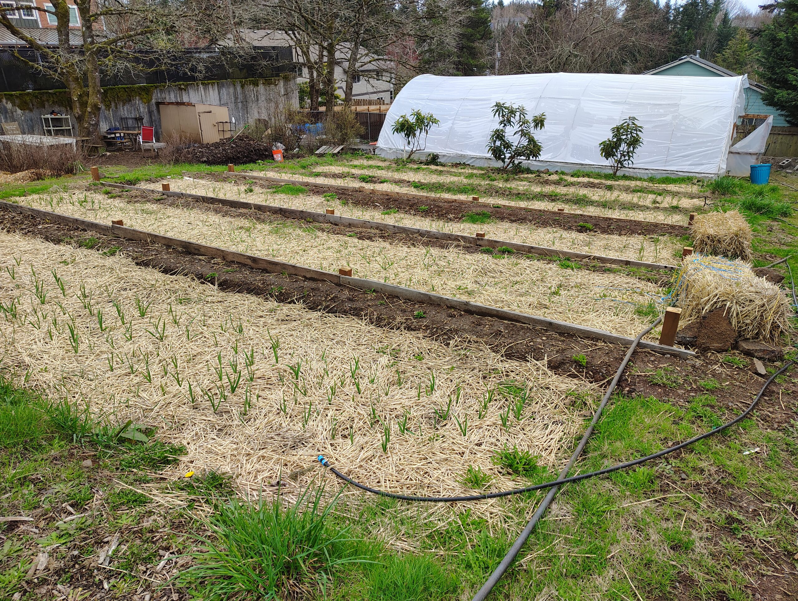 Terraced garlic beds thrive thanks to healthy, restored soil.